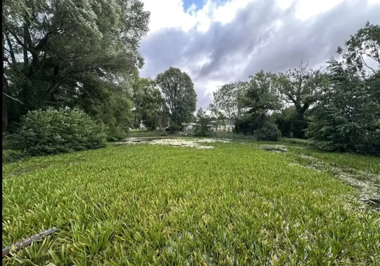 Chantier d’entretien plan d'eau et lagune curage faucardage arrachage